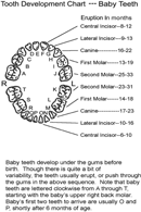 Baby Teeth Chart 3 form