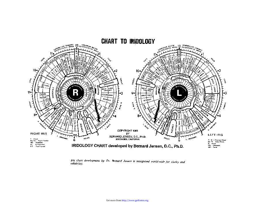 Iridology Chart 2