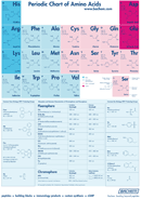 Periodic Chart of Amino Acids form