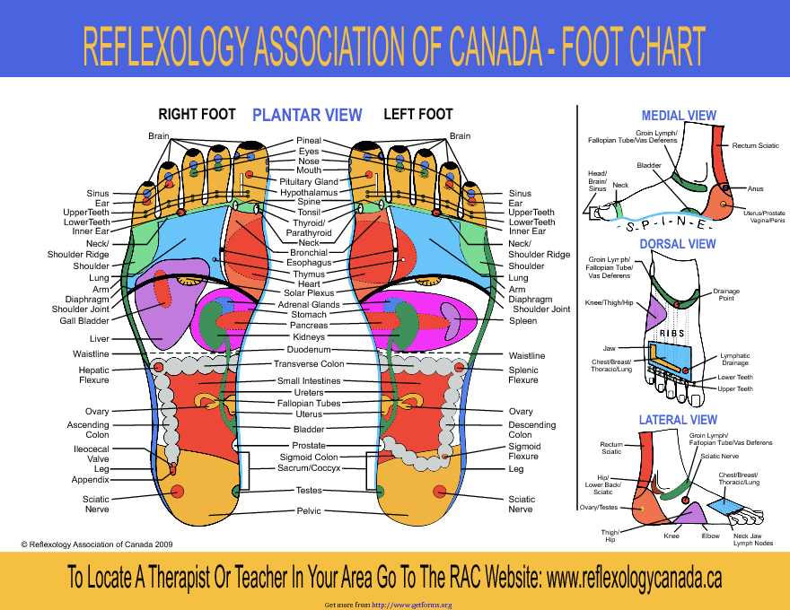 Foot Reflexology Chart