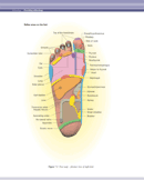 Reflexology Chart 1 form