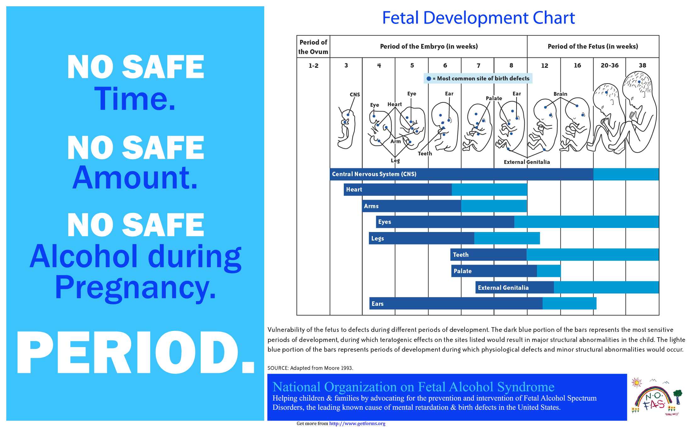 Fetal Development Chart