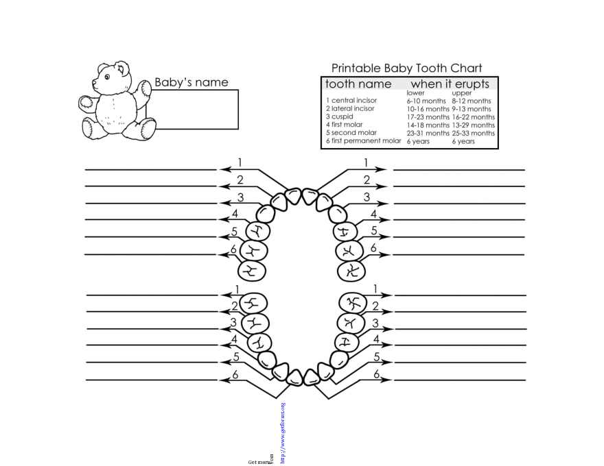 Baby Teeth Chart 1