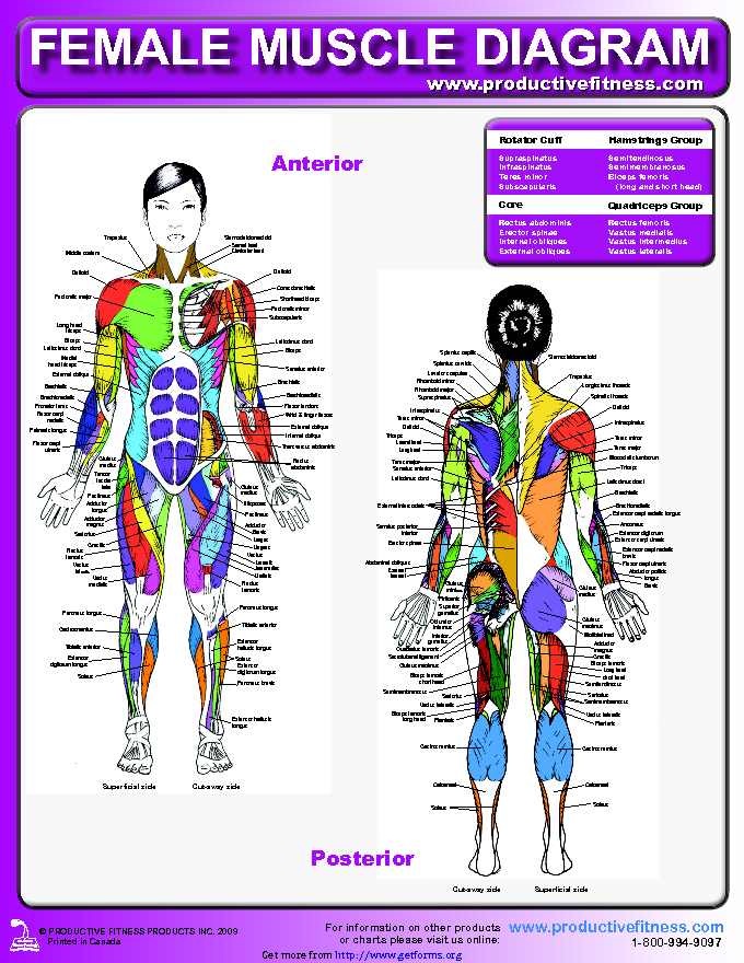 Female Muscle Diagram