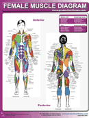 Female Muscle Diagram form