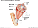 Muscle Chart 2 form