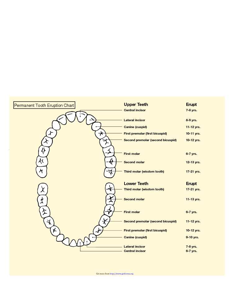 Permanent Tooth Eruption Chart