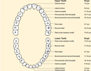 Permanent Tooth Eruption Chart form