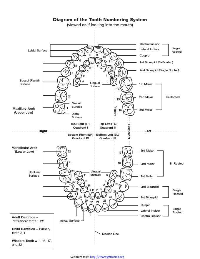 Teeth Numbers Chart