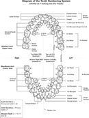 Teeth Numbers Chart form